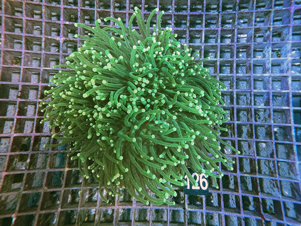 Euphyllia glabrescens toxic green (121)