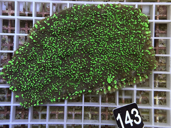 Oxypora sp. - neon grün (143)