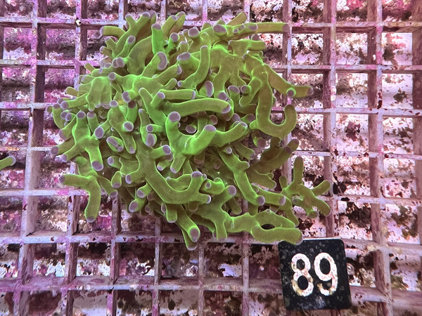 Euphyllia paradivisa bicolor (89)