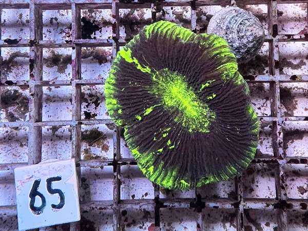 Trachyphyllia geoffroyi neon green (65)