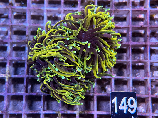 Euphyllia glabrescens Indo Golden Torch (149)