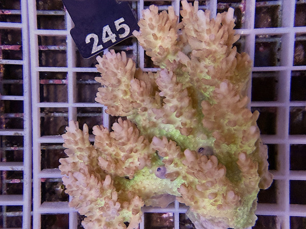 Acropora sp. ultra (245)
