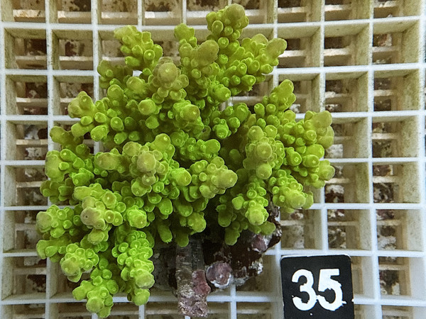 Acropora florida (35)