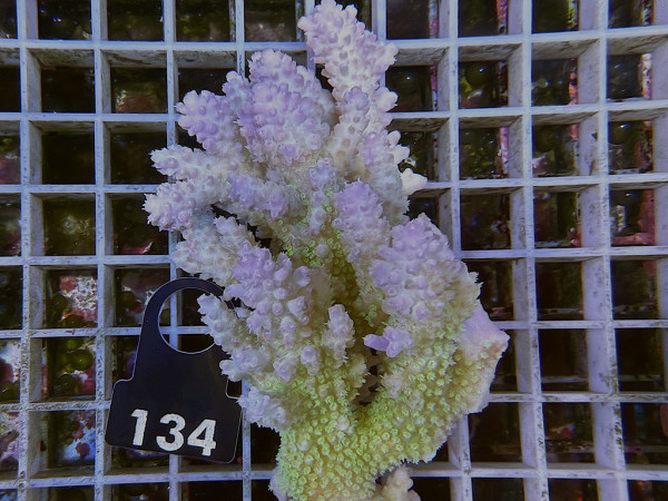 Acropora sp. ultra (034)