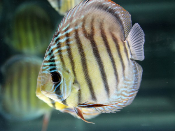 Symphysodon aequifasciatus - Diskus WF blau