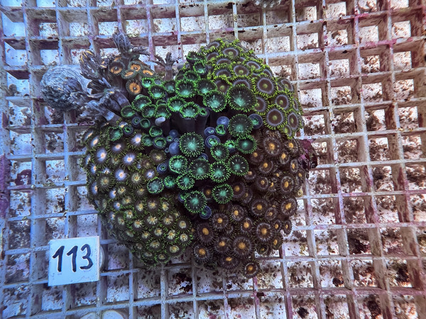 Zoanthus spec. - Zoa Garden Krustenanemonen mix (113)