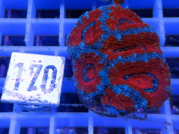 Acanthastrea spec. Frag (170)