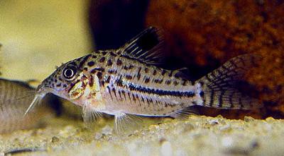 Corydoras gomezi - Goldstirn Panzerwels