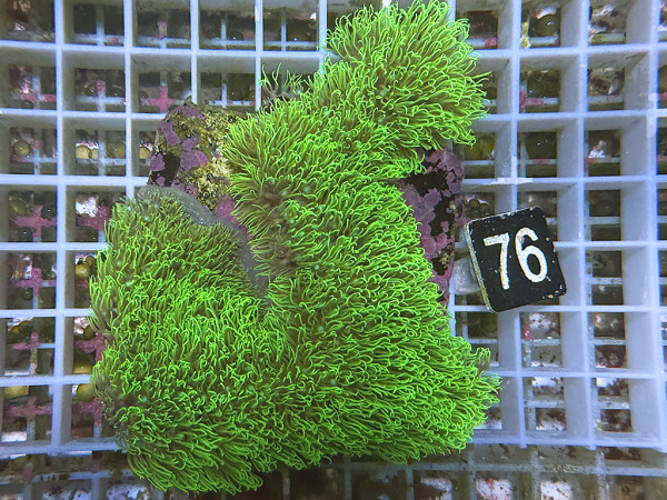 Briareum sp. - neongrüne Röhrenkoralle (76)
