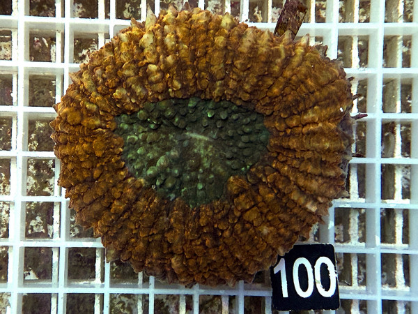Lobophyllia spec. - Hirnkoralle ultra (100)