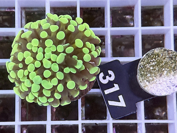 Euphyllia paraancora neon Einzelpolyp (317)
