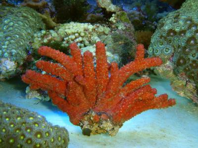 Nephthyigorgia spp. - rote Seemannshand