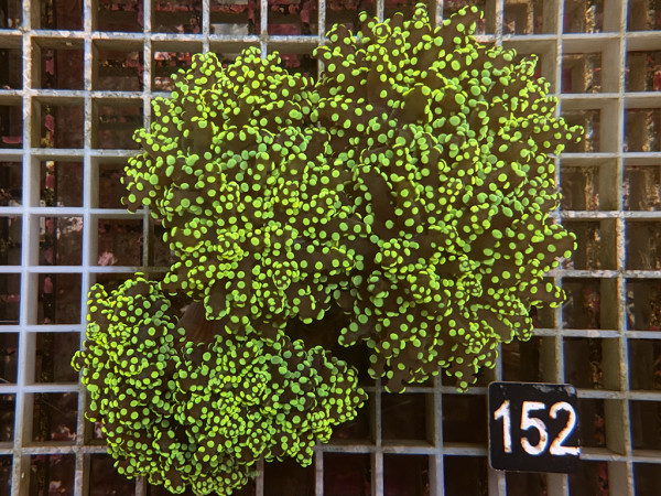 Euphyllia yaeyamaensis neon (152)