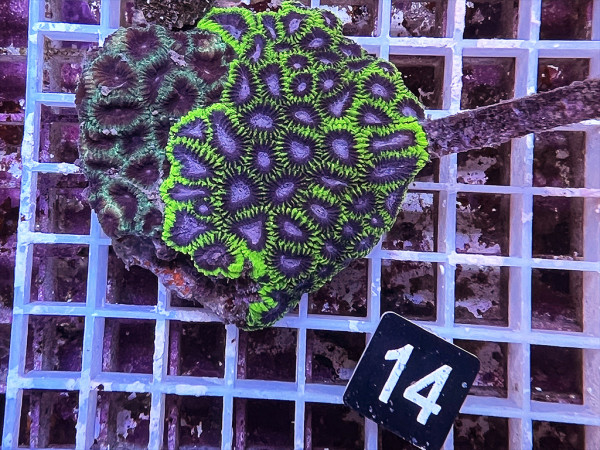 Favites spec. (14)