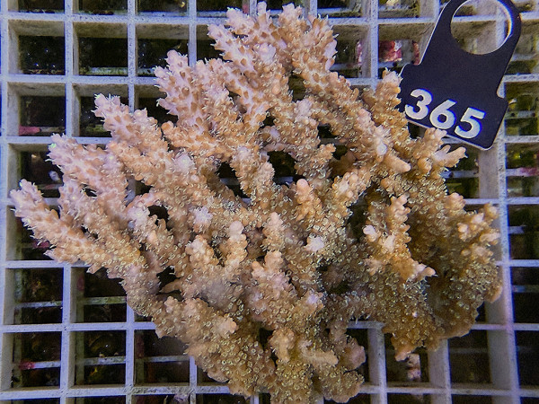 Acropora sp. ultra (365)