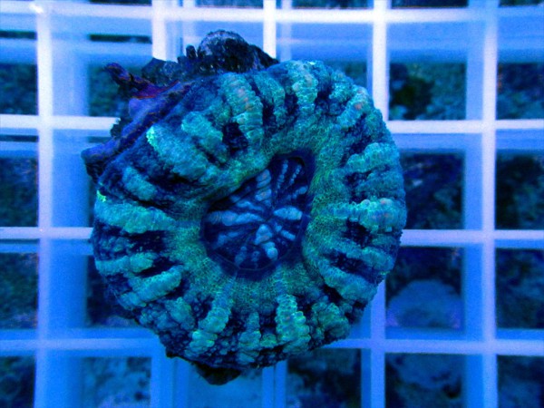 Scolymia sp. grün