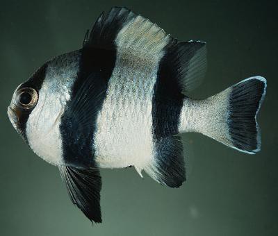 Dascyllus melanurus - Vierbinden Preußenfisch