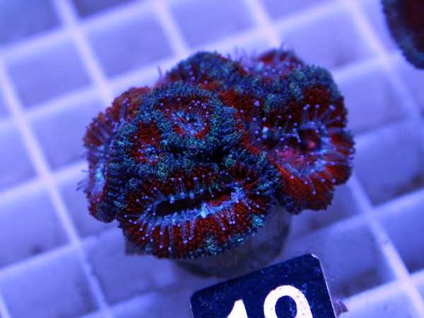 Acanthastrea spec. Frag (19)