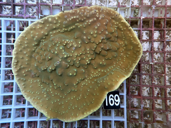 Turbinaria sp. - Kelchkoralle (169)