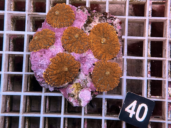 Rhodactis spec. rot (40)