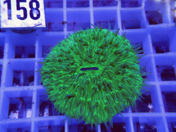 Fungia spec. green (158)