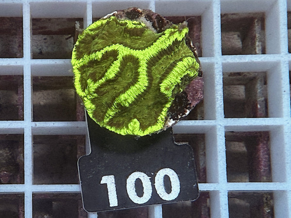 Platygyra spec. ultra (100)