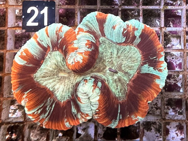 Trachyphyllia geoffroyi multicolor (21)