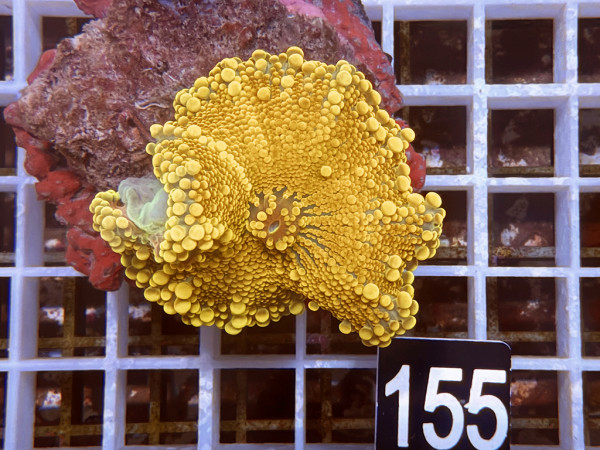 Ricordea yuma - Yuma Scheibenanemonen orange (155)