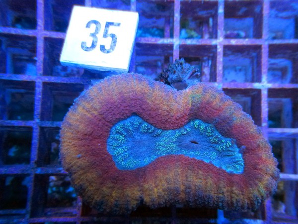 Lobophyllia spec. (35)