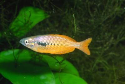 Melanotaenia parva - Lake Kurumoi Regenbogenfisch