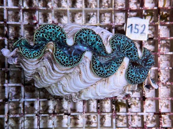 Tridacna maxima blau ca.15 cm (152)