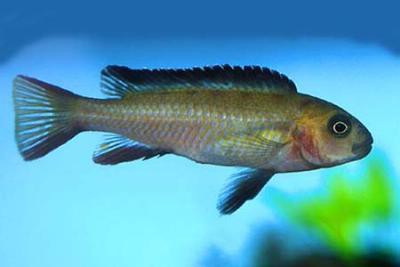 Pseudotropheus elongatus - Chailosi, 6-8cm
