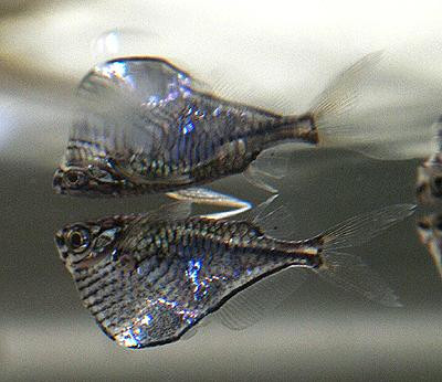 Carnegiella marthae - Schwarzschwingen-Beilbauchfisch