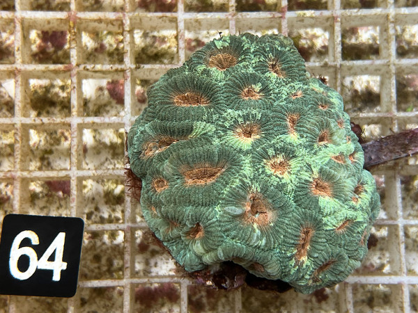 Montastrea spec. (64)