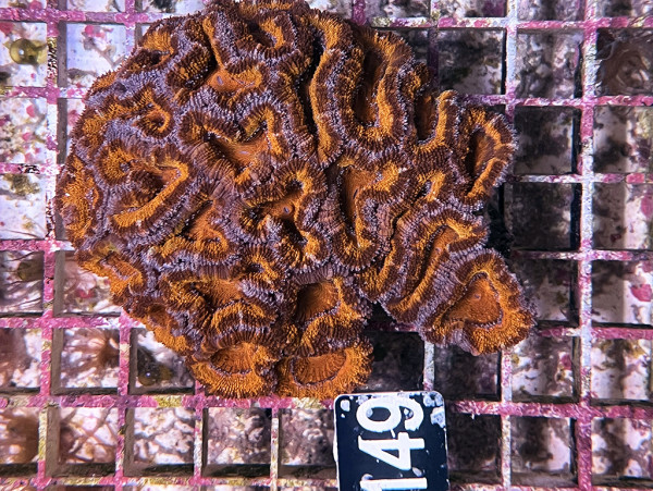 Acanthastrea spec. ultra (149)