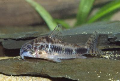 Corydoras habrosus - Marmorierter Zwergpanzerwels