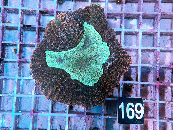 Lobophyllia spec. - Hirnkoralle ultra (169)
