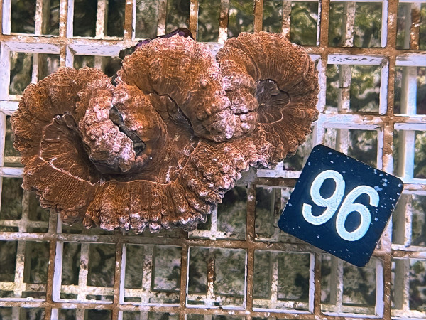 Lobophyllia spec. (96)