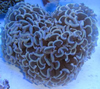 Euphyllia ancora - Hammerkoralle orange(E 01109/18) Euphyllia ancora - Hammerkoralle orange(E 01109/18)