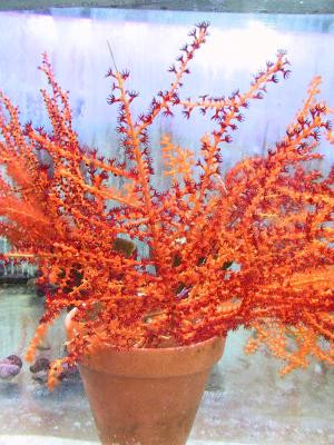 Swiftia exertia - orange Gorgonie