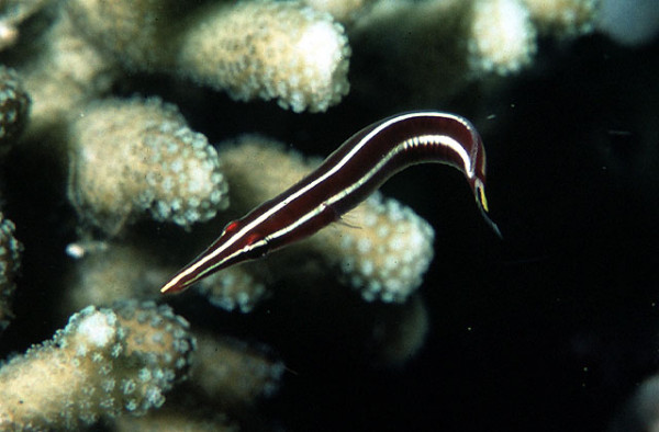 Diademichthys lineatus - Seeigel-Schildbauch