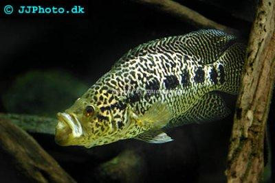 Parachromis managuensis - Jaguar Cichlide