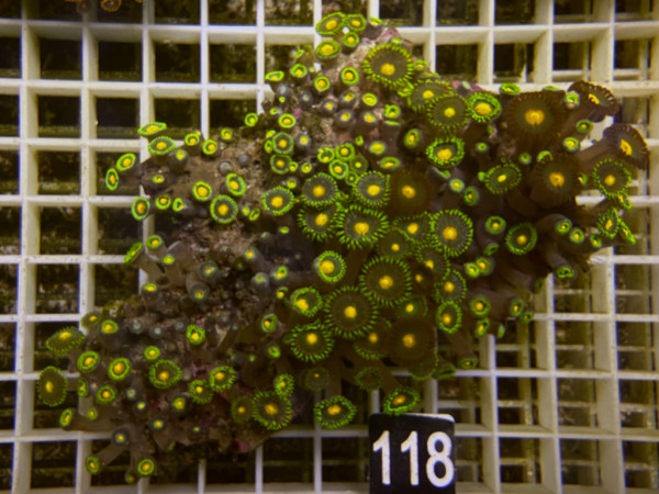 Zoanthus spec. Krustenanemonen (118)