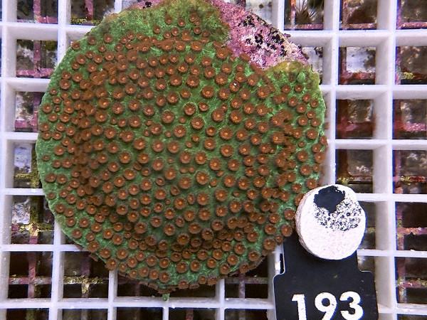 Cyphastrea spec. - Cyphastrea Meteor Shower (193)