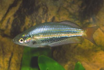 Melanotaenia splendida australis - Juwelen Regenbogenfisch