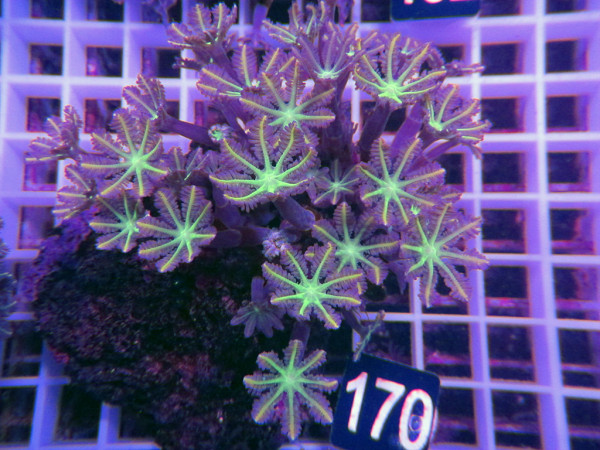 Clavularia viridis (170)