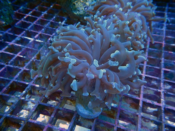 Euphyllia ancora - Hammerkoralle Frag