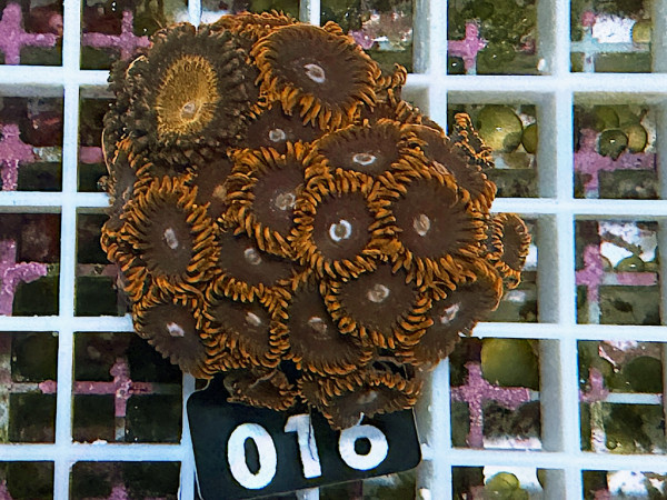 Zoanthus spec. - Krustenanemonen Frag (016)
