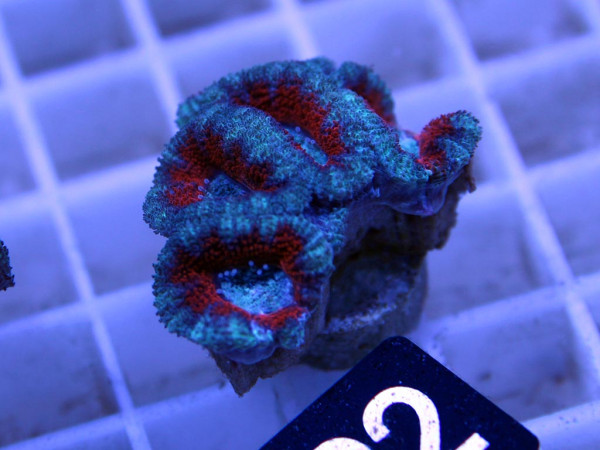 Acanthastrea spec. Frag (22)