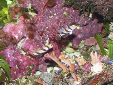 Stonogobiops nematodes - Fadengrundel DNZ